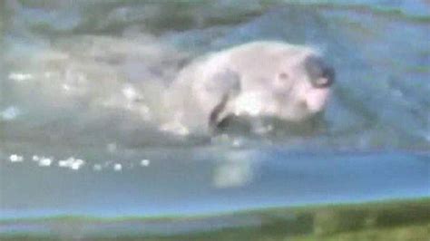 Bear Ly Believable Video Of Swimming Koala Scoop News Sky News