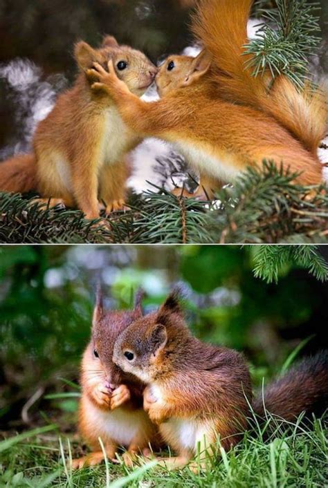 Today, it's illegal to keep a squirrel as a pet in many states. What Do Squirrels Like to Eat? | Animals beautiful ...