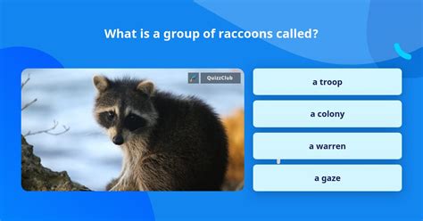 What Is A Group Of Raccoons Called Find Out Here All Animals Guide