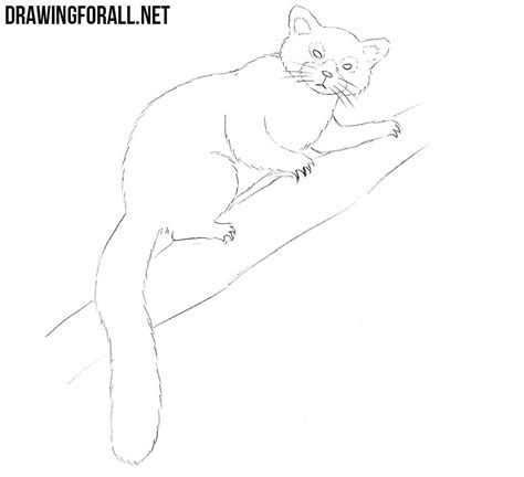 How to draw a red panda. How to Draw a Red Panda | Drawingforall.net