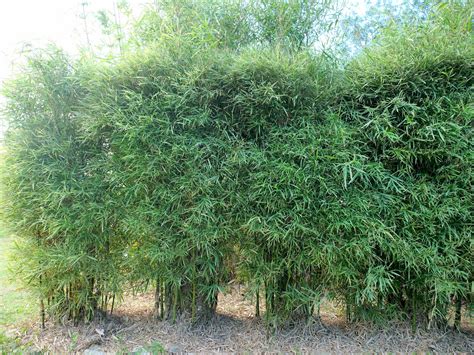 Malay Dwarf Variegated Bamboo Bamboo Park