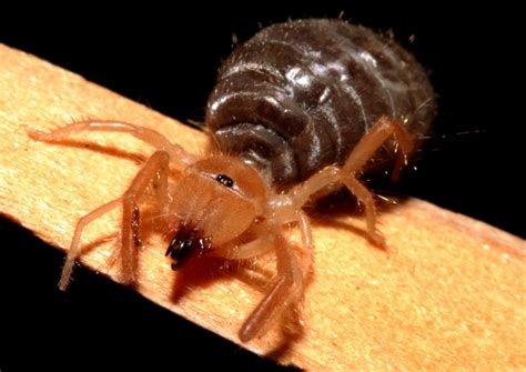 What Are The Effects Of A Camel Spider Bite It Is Capable Of Creating