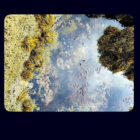 Aliso Beach Park (Laguna Beach) - 2018 All You Need to ...