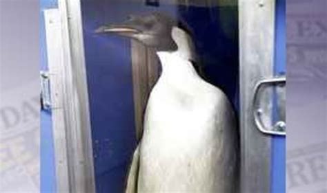 Rescued Penguin Swims Into Mystery World News Uk