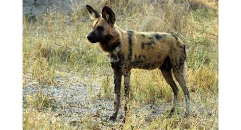 Wild Dogs Kill 2 Year Old Boy At Us Zoo The Malta Independent