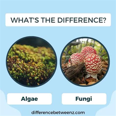 Difference Between Algae And Fungi Difference Betweenz