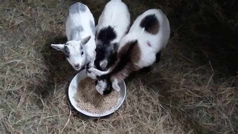 Cabras Enanas Chiquitinas A Comer Youtube