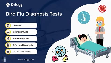 6 Quick Bird Flu Diagnosis Test For Reliable Detection Drlogy
