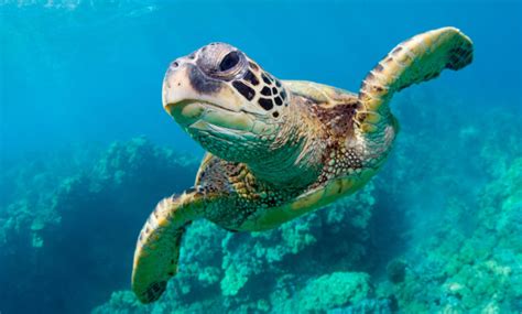 Endangered Sea Turtles Show A Comeback In The Pacific Over The Past