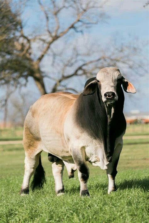It is also one of the oldest cattle breed. Pin by My Info on Ranshitow | Bucking bulls, Animals ...