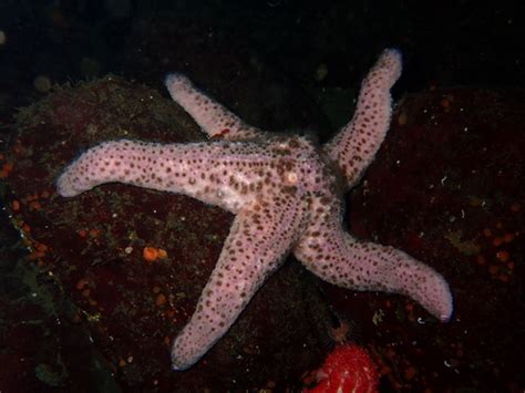 Giant Pink Sea Star Pisaster Brevispinus · Inaturalist