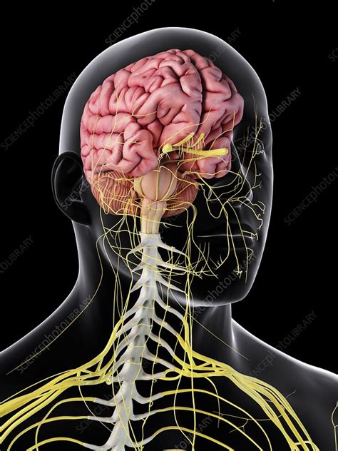 Human Brain And Spinal Cord Illustration Stock Image F0115811