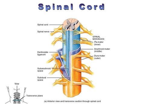 Ppt Spinal Cord Powerpoint Presentation Free Download Id3036871