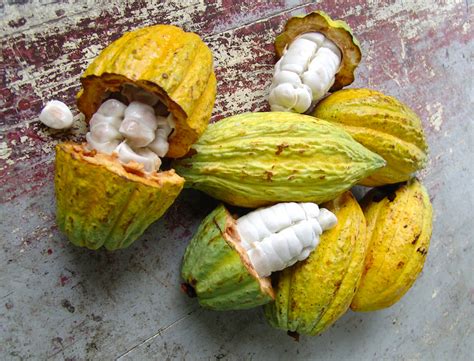 Altcoins take the core blockchain protocol of an already existing coin and make a new one. How Chocolate Is Made From Cocoa Beans | Rainforest Cruises