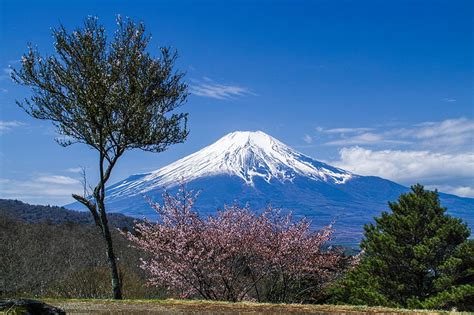 Cherry Blossoms In Front Of Mount Fuji Fuji 4k Hd Wallpaper Sakura