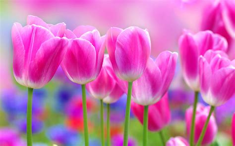Download Wallpapers Pink Tulips Pink Spring Flowers Tulips Floral