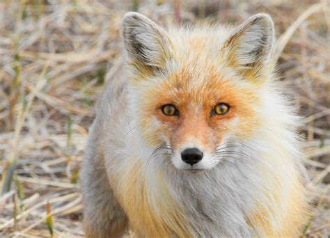 American Red Fox From Wikimedia Commons Featured Picture Of The Day