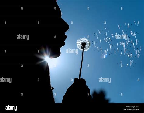 Blowing Dandelion Silhouette Hi Res Stock Photography And Images Alamy