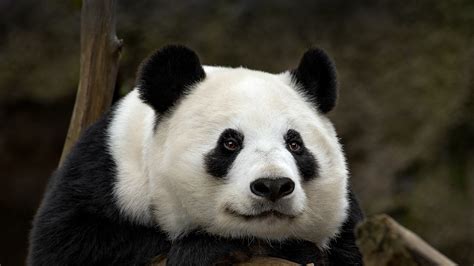 Интересные факты о пандах 🐼 ЗооБлог