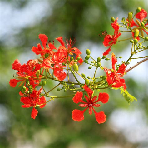 Hoa Phượng đỏ Flamboyant Flamboyant Royal Poinciana Or Flickr