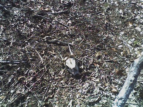 The bone does smell then i use rubber gloves to handle it until it's clean. Deer skull | The skull of a deer I found out in the woods ...