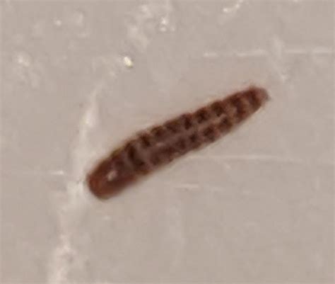 Larvae Carpet Beetle Pictures Carpet Vidalondon