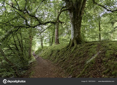 Pathway Amidst Trees Forest Loch Oich Great Glen Scottish Highlands
