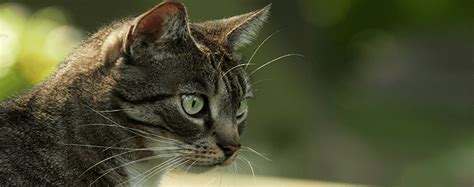 The feline distemper vaccine should only be given to healthy cats. What You Need To Know About Feline Panleukopenia (Feline ...