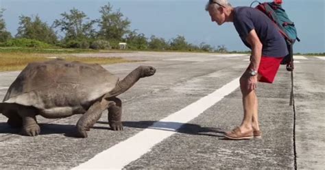 tortoise sex interrupted by explorer world s slowest chase ensues huffpost uk