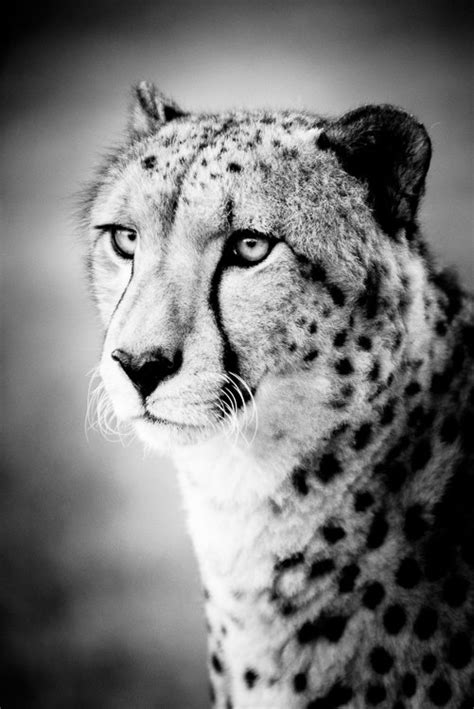 Cheetah Art Photograph Black And White Photography Nature
