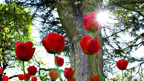 Maybe you would like to learn more about one of these? Best Flowers Wallpapers HD (50 Wallpapers) - Adorable ...