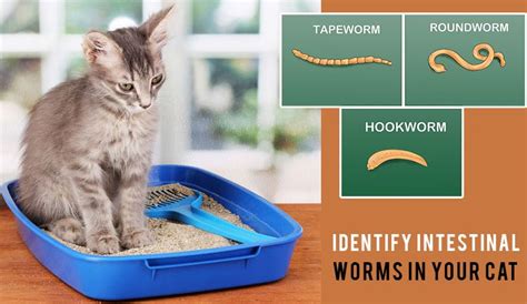 Identify Intestinal Worms In Your Cat Worms Cats Pet Health