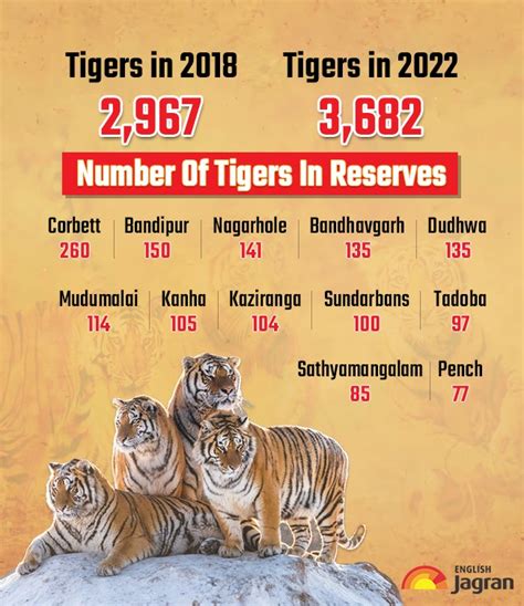 Tigers In India With 24 Surge Tiger Population Touches Milestone Of