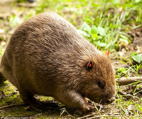 Beavers Released Into The Wild 400 Years After Species Became Extinct