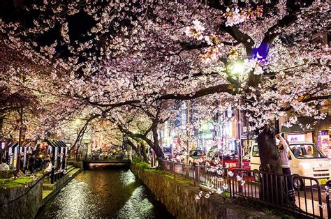 Sakura 15 Cherry Blossoms 1 Kiyamachi Street Kyoto Kyoto