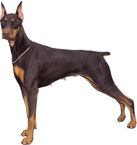 Top 11 Dobermann In 2022 Thienmaonline