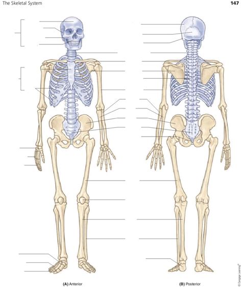 Anatomy And Physiology Skeletal System Diagram Quizlet