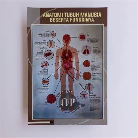 Jual Termurah Poster Sekolah Poster Edukasi Poster Anatomi Tubuh