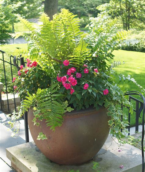 They can swallow up smaller plants in container gardens. Pin on container gardening