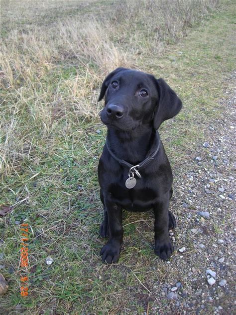 At alibaba.com and purchase these items within affordable budgets. Labrador retriever (Formel 1) Fie (RIP 5/9 2017)