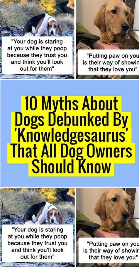 Amazing Funny Facts Tuesday Humor Staring At You Dog Facts Morning