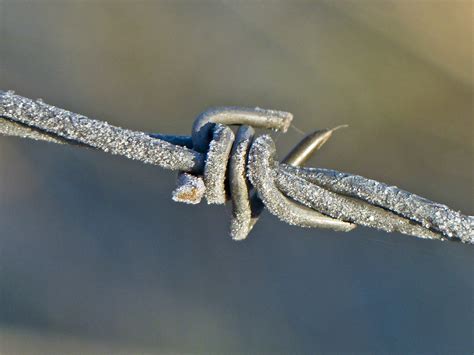 Free Images Branch Wing Fence Farm Frost Metal Twig Close Up