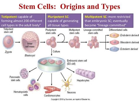 Stem Cells Origins And Types Stem Cells Medical Laboratory Science