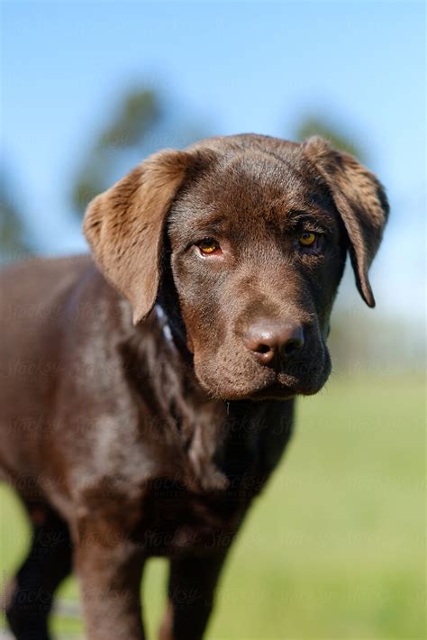 Find the best labrador price! Portrait Of Chocolate Labrador Puppy | Stocksy United