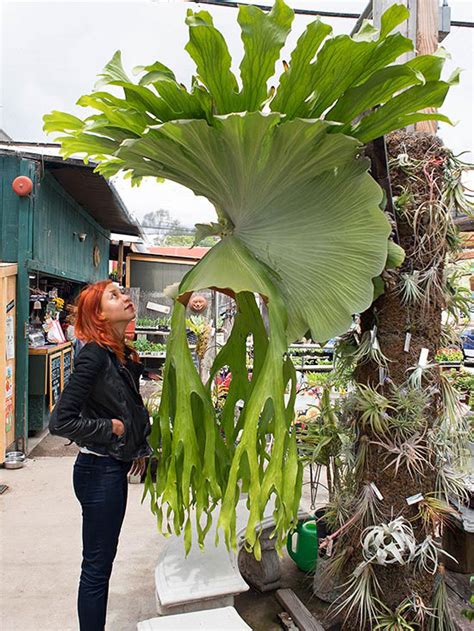 20 Of The Most Surreal Plants Weve Ever Seen