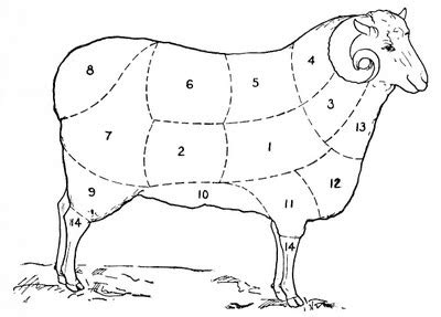 Download 11388 vintage anatomy stock illustrations, vectors & clipart for free or amazingly low rates! Vintage Clip Art - Sheep Diagram - The Graphics Fairy
