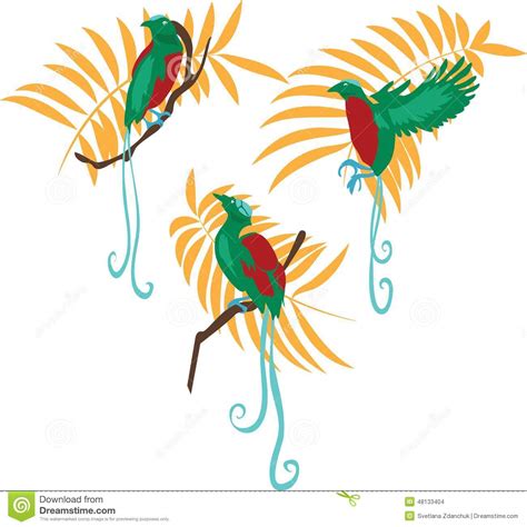 Bird Of Paradise Vector Illustration Set Stock Vector Illustration Of