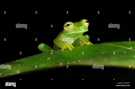 Emerald Glass Frog Centrolene Prosoblepon Or Espadarana Prosoblepon