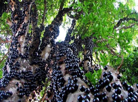 It's grown in mexico, south america, israel, and other parts of asia. Countries With Most Exotic And Rare Fruits In The World ...