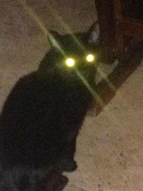 Black Cat Cool Eyes Cat Laser Cool Eyes Black Cat